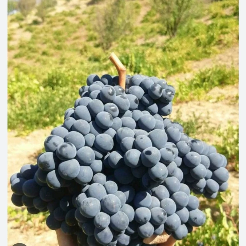 نهال انگور سیاه سردشت(رشه) یکساله