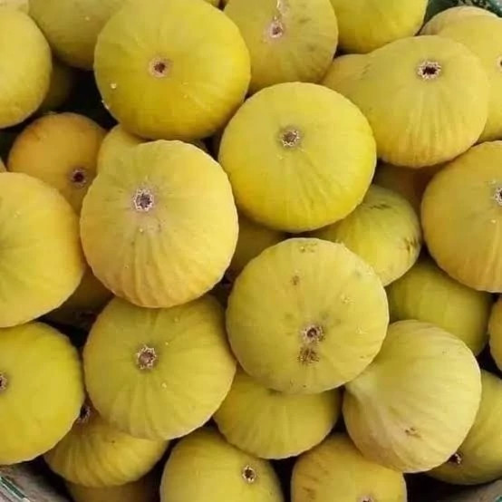 نهال انجیر زرد سه فصل