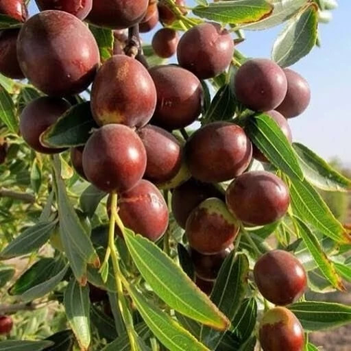 نهال عناب اوکراینی