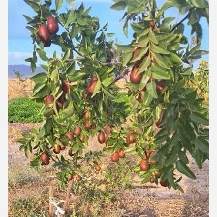 نهال عناب اوکراینی