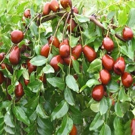 نهال عناب اوکراینی