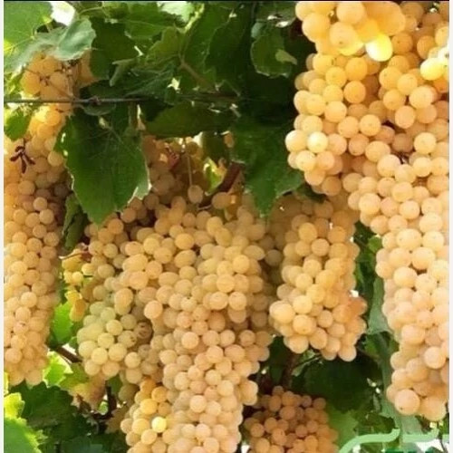 نهال انگور بی دانه سفید