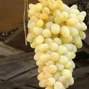 نهال انگور بی دانه سفید