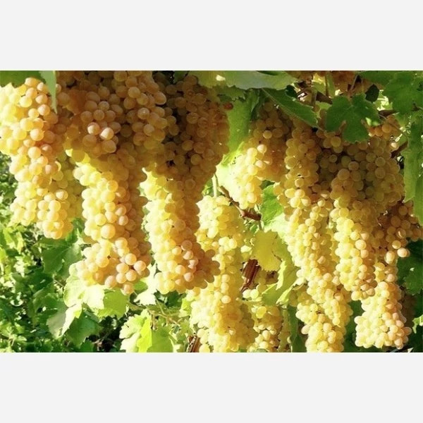 نهال انگور بی دانه سفید