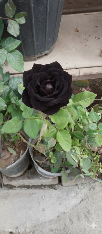نهال گل رز هلندی سیاه