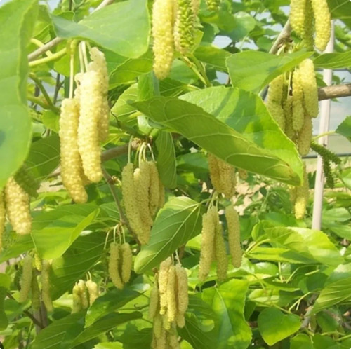 نهال توت موزی سفید