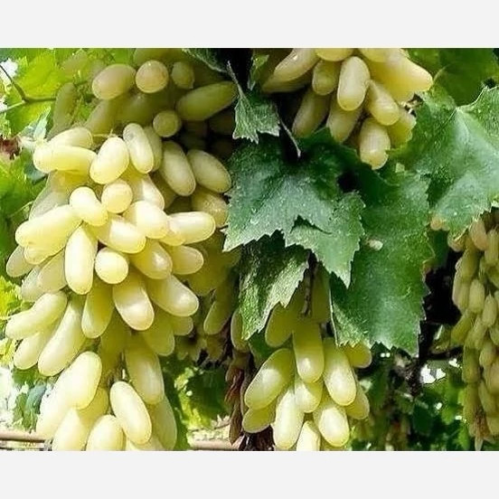 نهال انگور شصت عروس