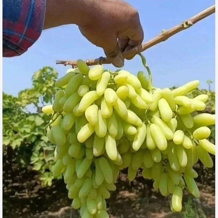 نهال انگور شصت عروس