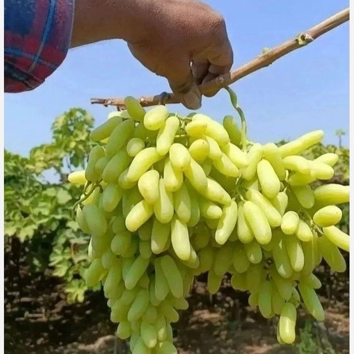 نهال انگور شصت عروس