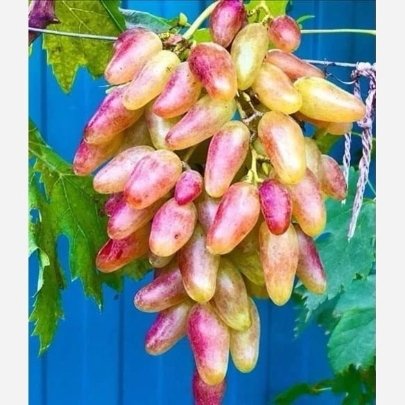 نهال انگور شصت عروس