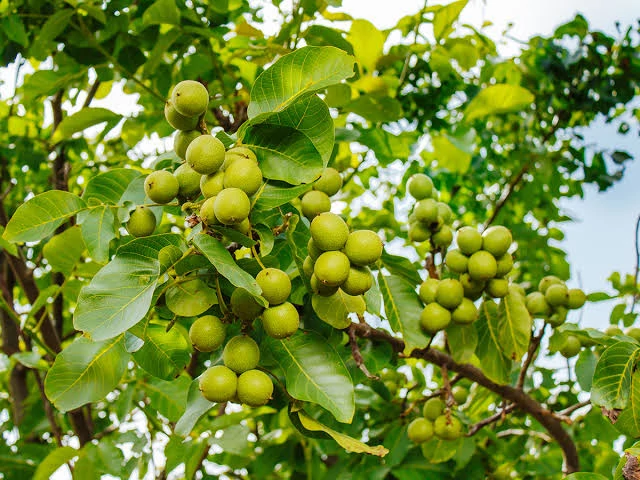 نهال گردو فرنور 5 ساله سایز بزرگ
