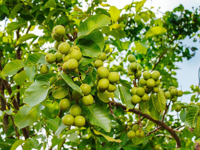 نهال گردو فرنور 5 ساله سایز بزرگ