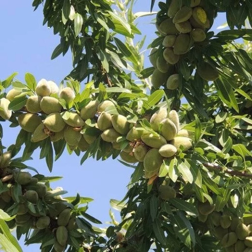 نهال بادام آذر