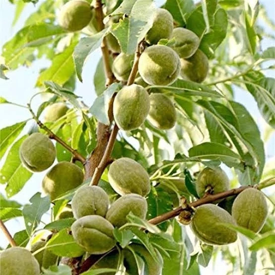نهال بادام آذر