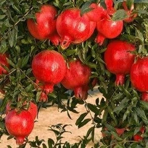 نهال انار دانه سیاه