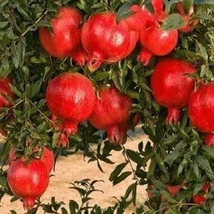 نهال انار دانه سیاه