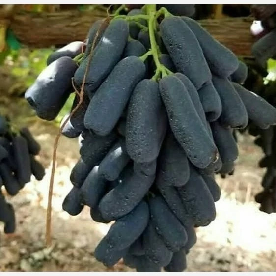نهال انگور موندراپ ریشه پرس