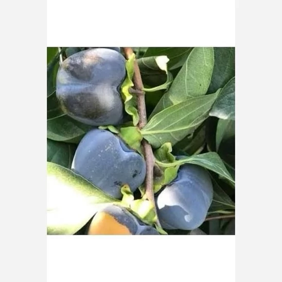 نهال خرمالو سیاه