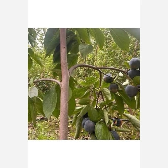 نهال خرمالو سیاه