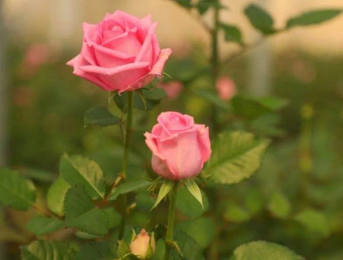 نهال رز گراندیفلورا
