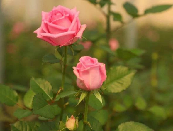 نهال رز گراندیفلورا