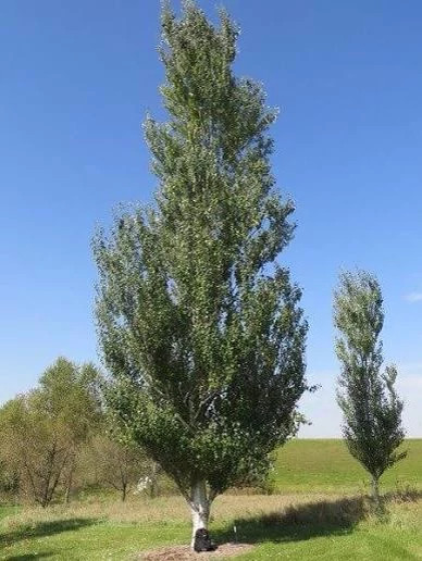 نهال صنوبر کبوده دسته انگشتی
