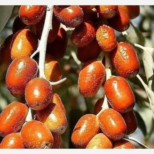 نهال سنجد حاج حسین