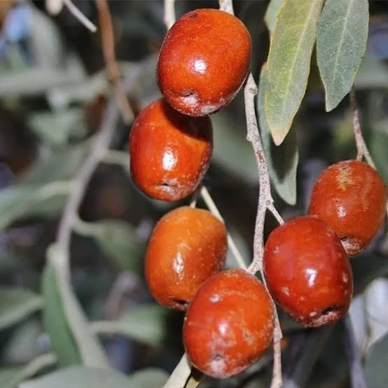 نهال سنجد حاج حسین