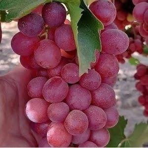 نهال انگور موسکات قرمز