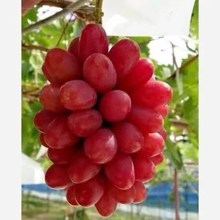 نهال انگور موسکات قرمز