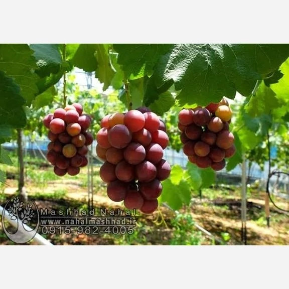 نهال انگور موسکات قرمز