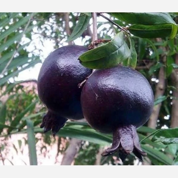 نهال انار پوست سیاه