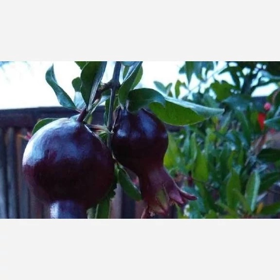 نهال انار پوست سیاه