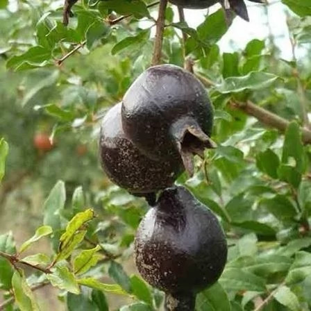 نهال انار پوست سیاه