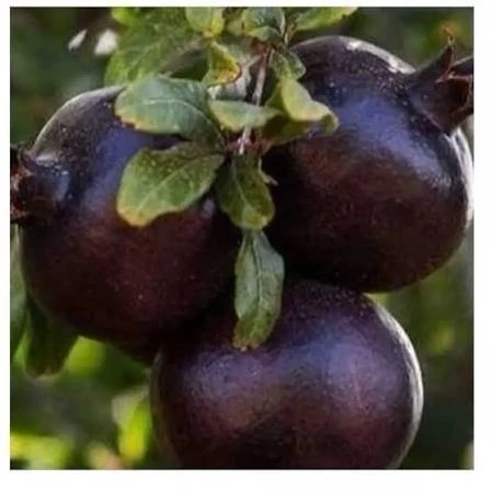 نهال انار پوست سیاه
