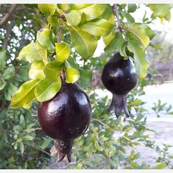 نهال انار پوست سیاه