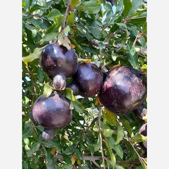 نهال انار پوست سیاه