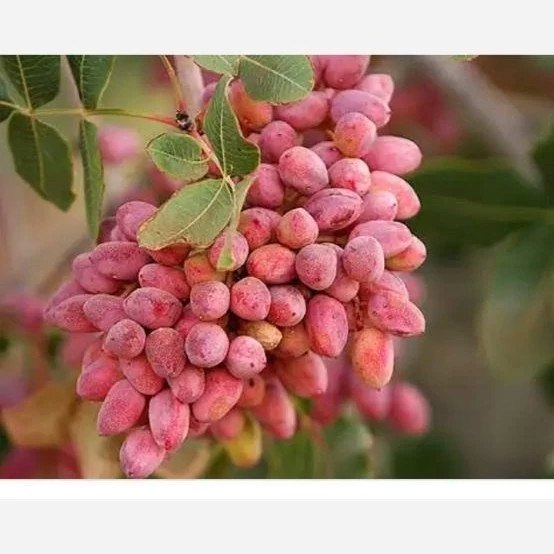 نهال پسته پیوندی ریشه پرس