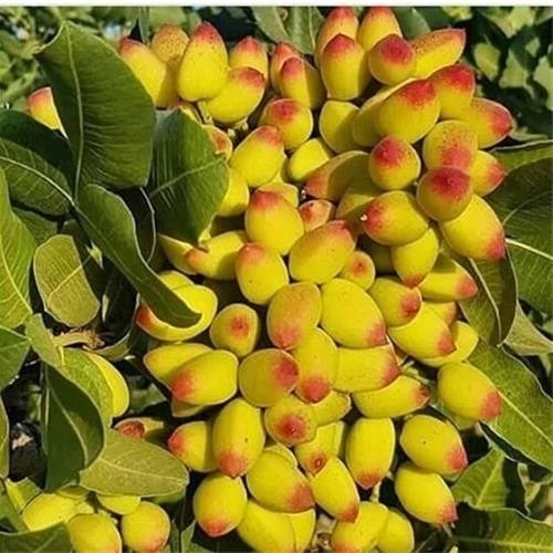 نهال پسته پیوندی ریشه پرس