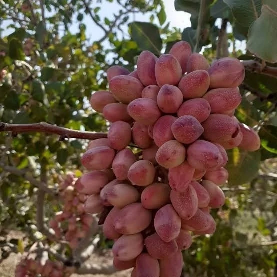 نهال پسته پیوندی ریشه پرس