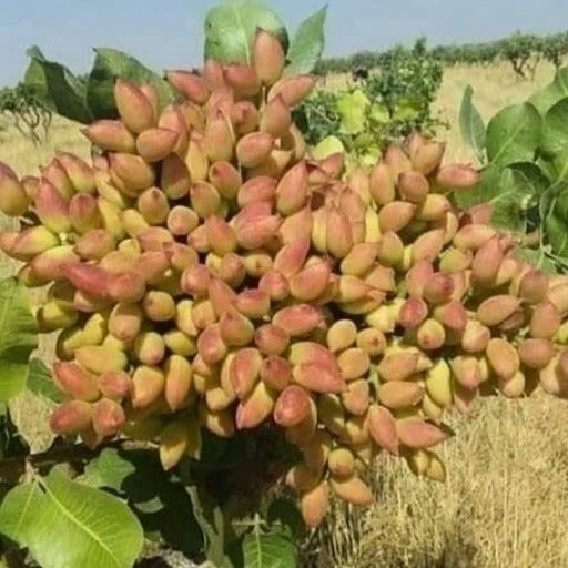 نهال پسته پیوندی ریشه پرس