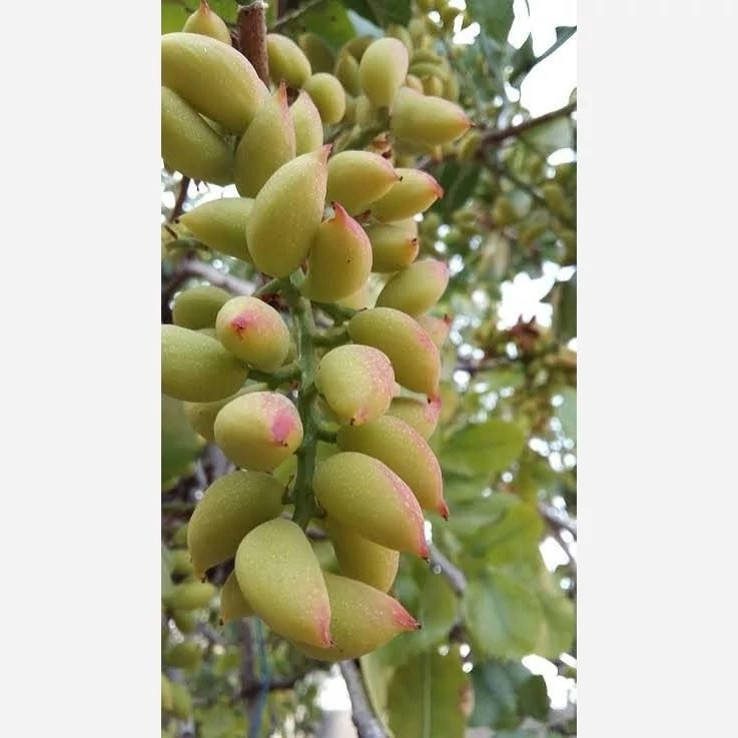 نهال پسته پیوندی ریشه پرس
