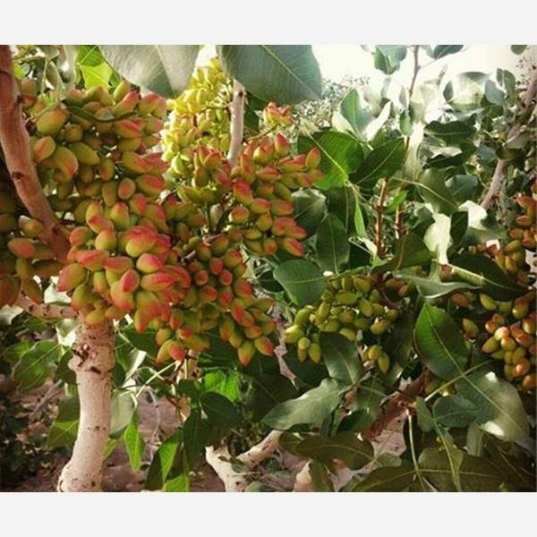 نهال پسته پیوندی ریشه پرس