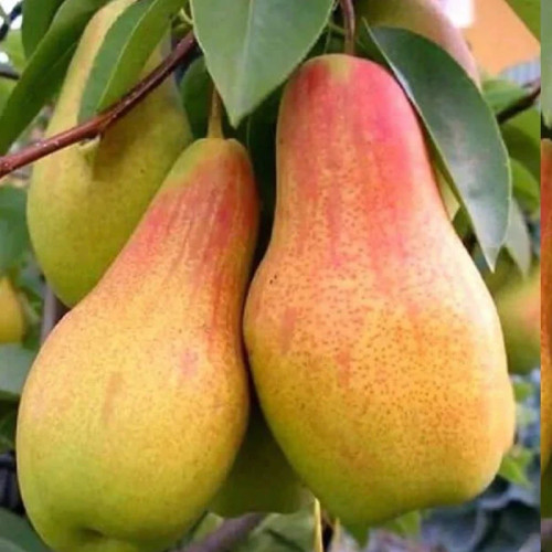 نهال گلابی سوپر