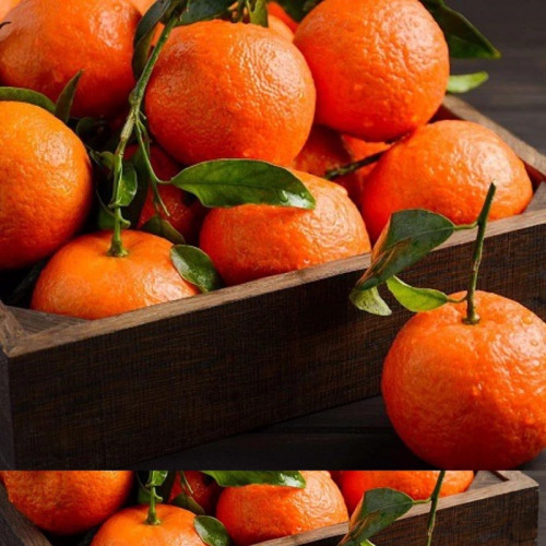 نهال نارنگی کلمانتین