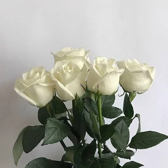 نهال گل رز سفید
