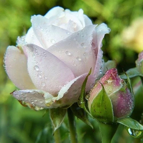 نهال گل رز سفید