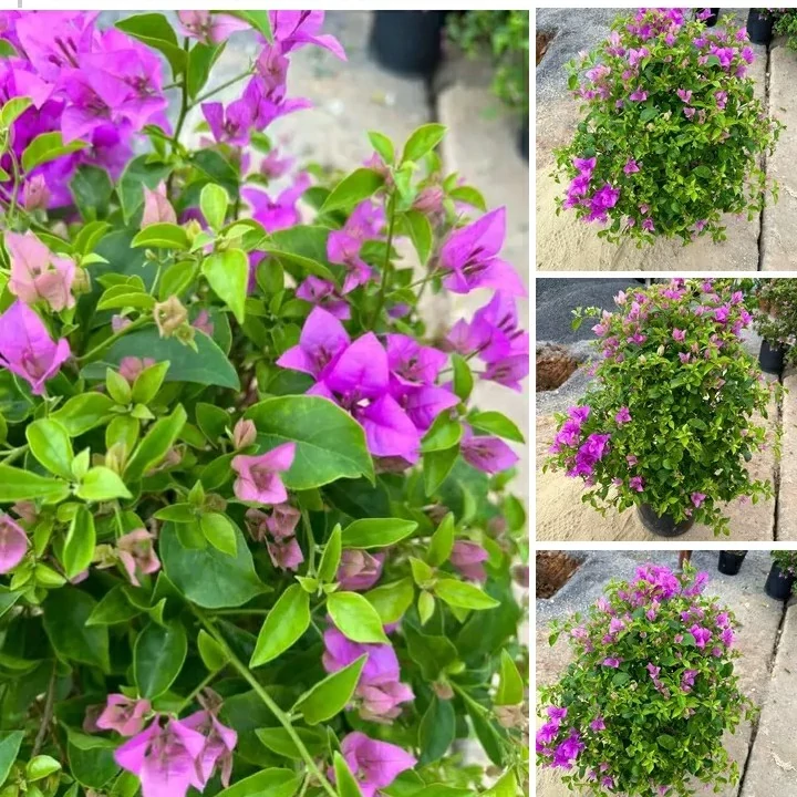 نهال گل کاغذی بنفش