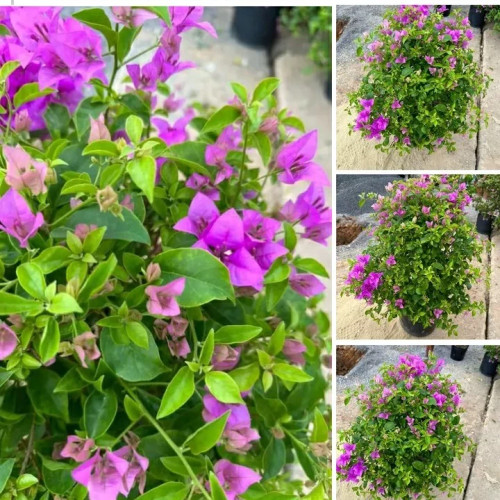 نهال گل کاغذی بنفش