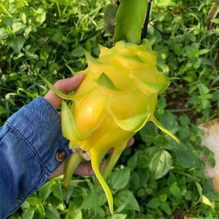 نهال دراگون فروت زرد غول آسا -قلمه 15-10سانتی